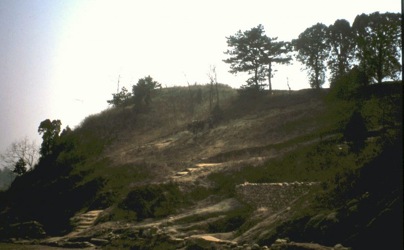 Der Pagodenwald am Silberberg